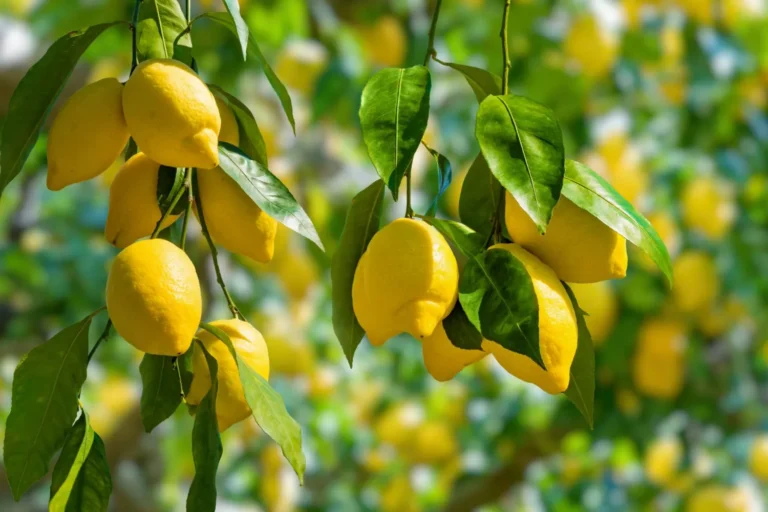 Rusia lidera las importaciones de limón marroquí y España ocupa el cuarto lugar