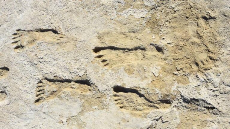 Hallazgo en Marruecos revela huellas fósiles de hace 360 millones de años