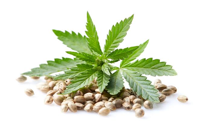 Una empresa marroquí desarrolla las primeras semillas certificadas de cannabis producidas íntegramente en Marruecos